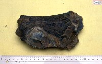 藏品(象骨盆骨殘塊)的圖片